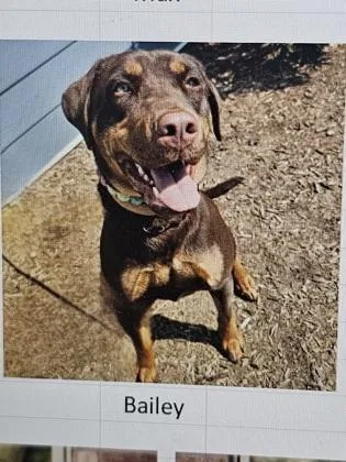 A young large-sized female Mixed Breed dog named Bailey for adoption in Cincinnati, OH
