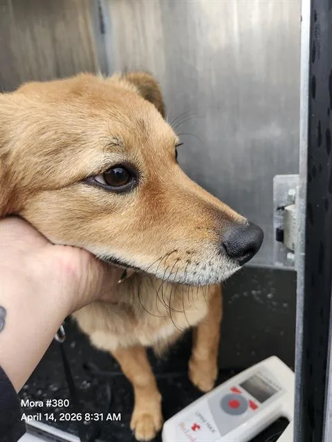 A young small-sized male Toy Fox Terrier dog named Paco for adoption in San Antonio, TX