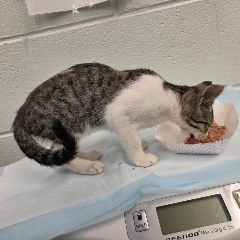 A baby small-sized female Brown / Chocolate Domestic Short Hair cat named Luka for adoption in Chattanooga, TN
