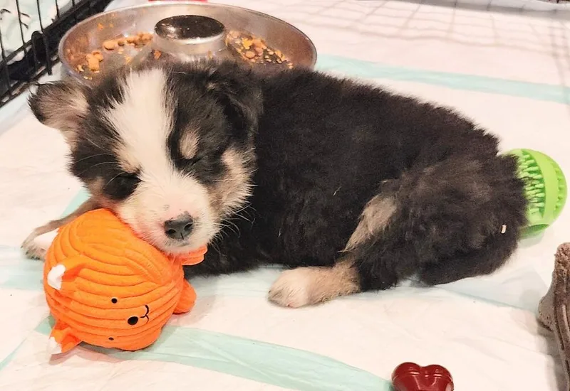 A baby medium-sized male Mixed Breed dog named Roy KentTed Lasso Litter for adoption in Columbus, OH