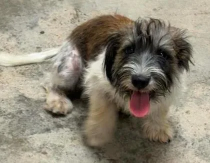 An adult small-sized male Mixed Breed dog named Disco Potato for adoption in Lampasas, TX