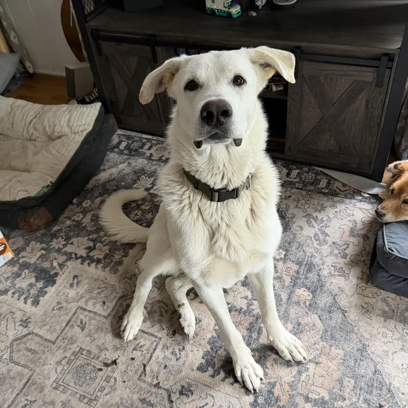 A young extra large-sized male Akbash dog named Diet Dr. Pepper for adoption in Lake Arrowhead, CA