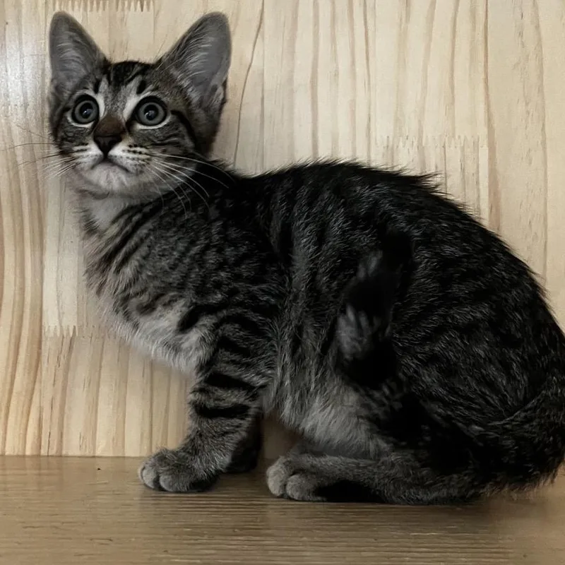 A baby small-sized male Brown / Chocolate Domestic Short Hair cat named Dapples for adoption in Yucca Valley, CA
