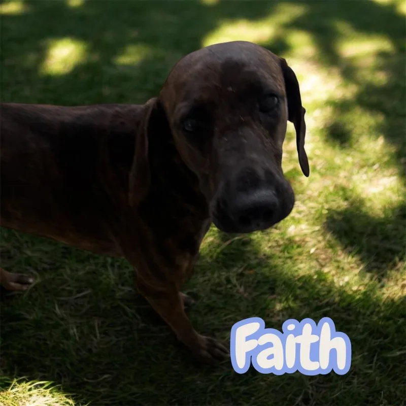 An adult large-sized female Black Mouth Cur dog named Faith for adoption in Camden, TN