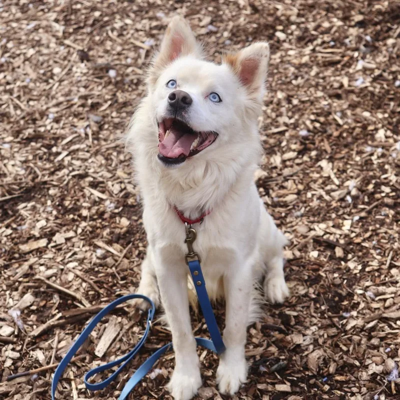 An adult small-sized male White / Cream Husky dog named Trex for adoption in Briarcliff Manor, NY
