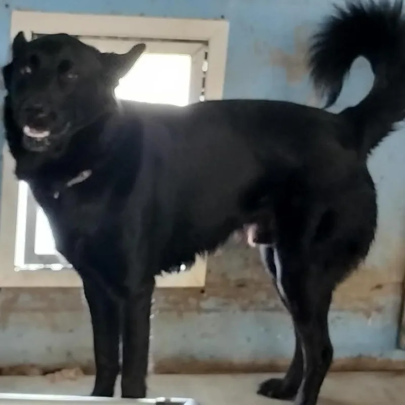 An adult medium-sized male Black Shepherd dog named Nox for adoption in Brooksville, KY