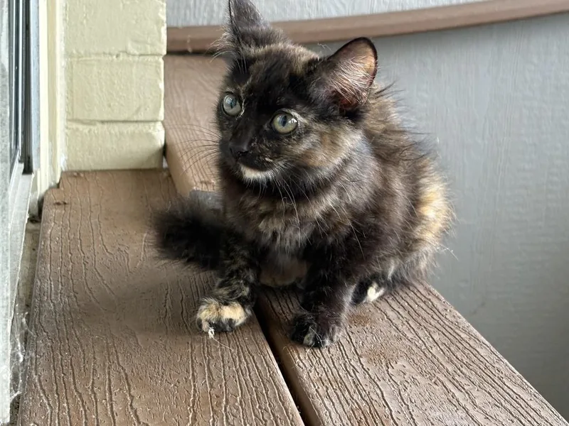 A baby medium-sized female Domestic Medium Hair cat named Margaret for adoption in Athens, AL
