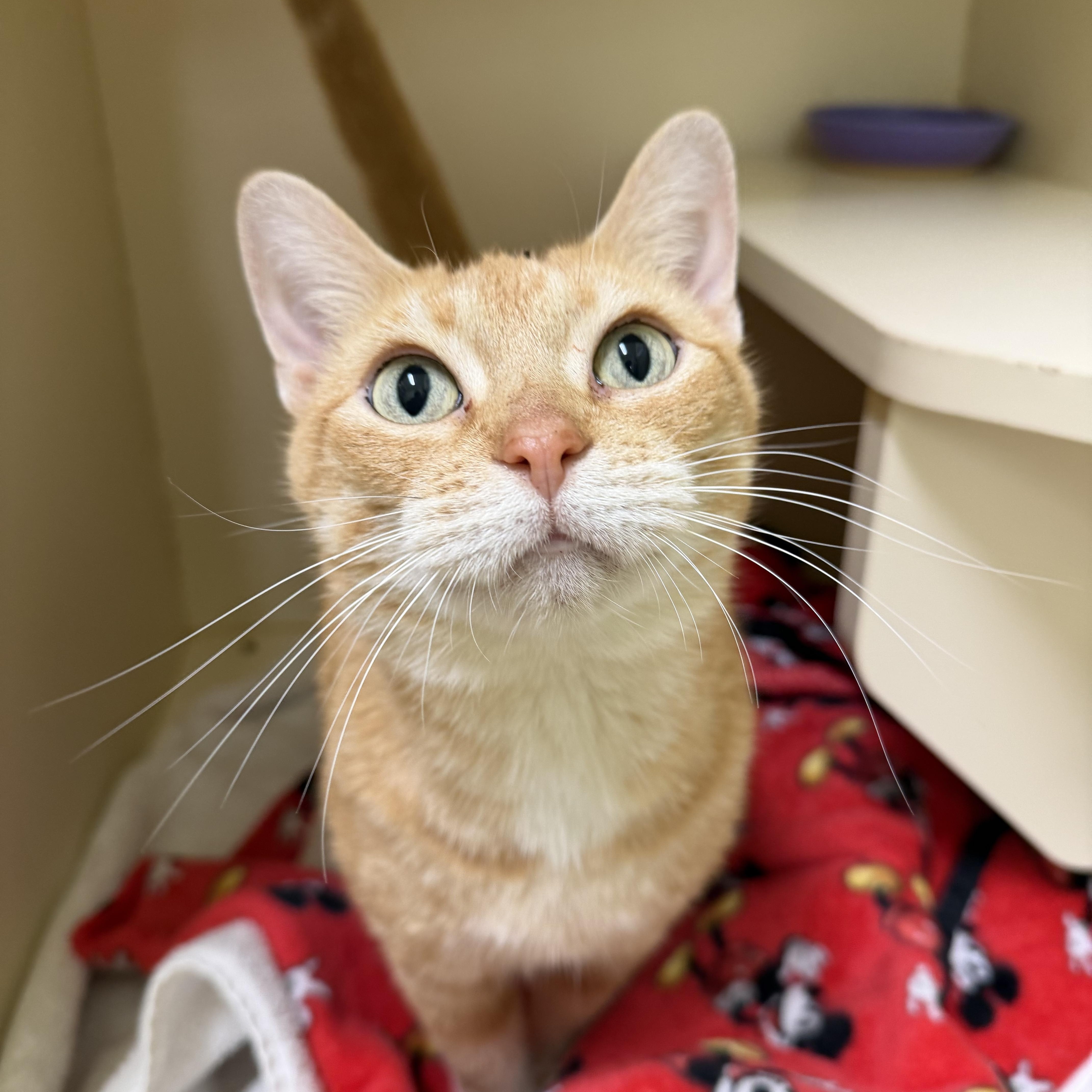 A young medium-sized female Orange & White Domestic Short Hair cat named Meadow for adoption in Pawleys Island, SC