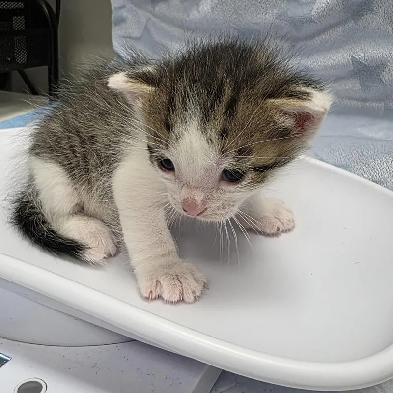 A baby small-sized male Domestic Short Hair cat named Lance for adoption in Jupiter, FL