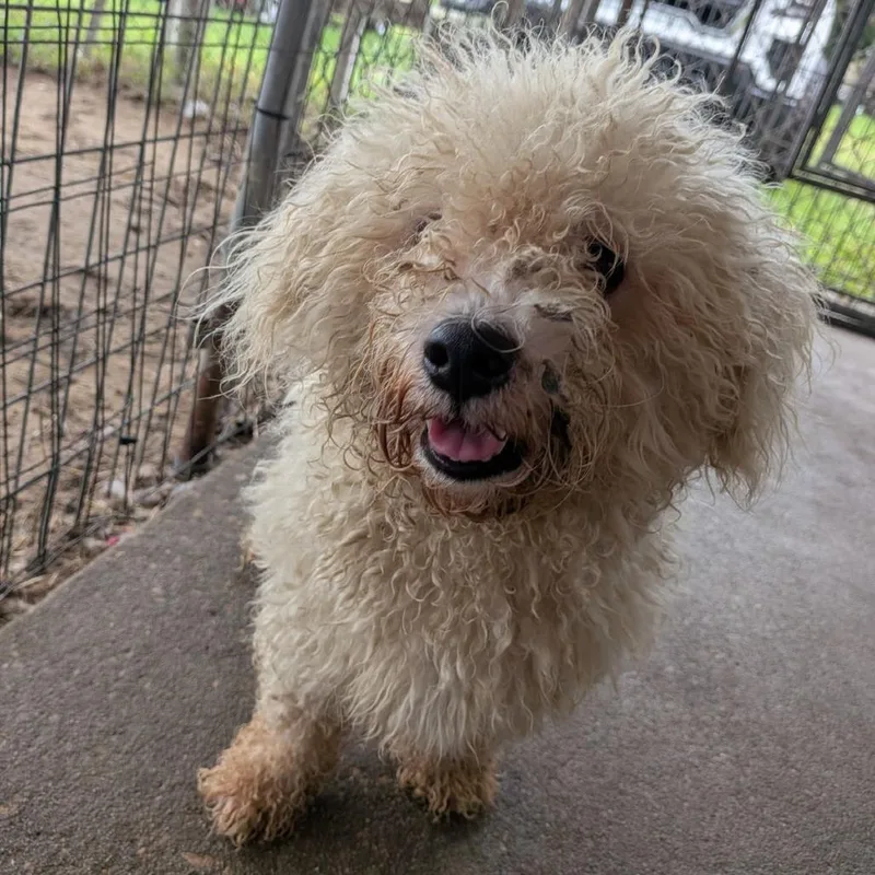 An adult small-sized male White / Cream Bichon Frise dog named Chalk for adoption in Ocala, FL