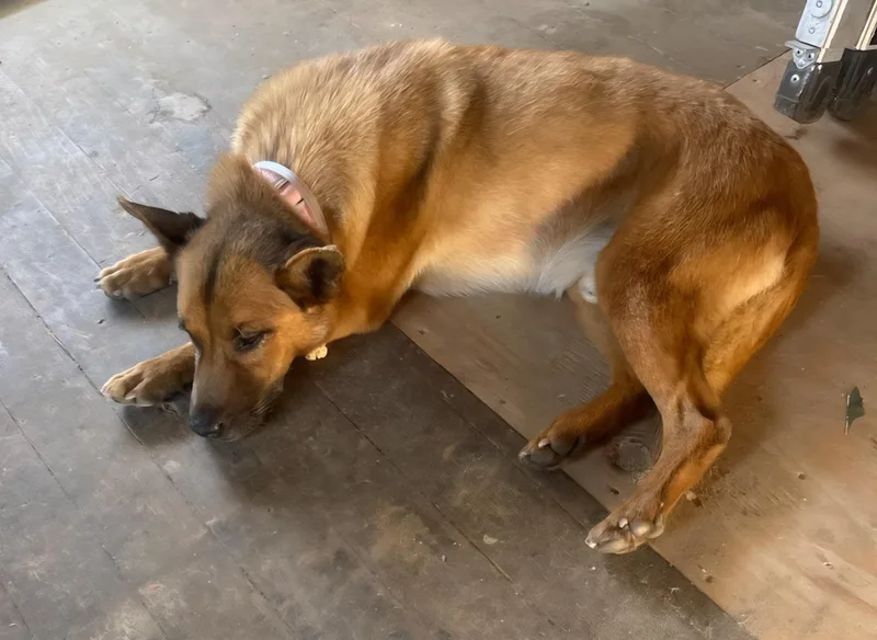 Mr. Darryl Pacman Paco! thumbnail 2