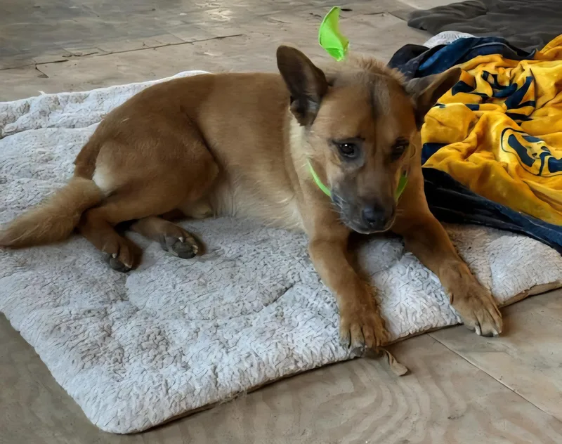 Mr. Darryl Pacman Paco! thumbnail 5