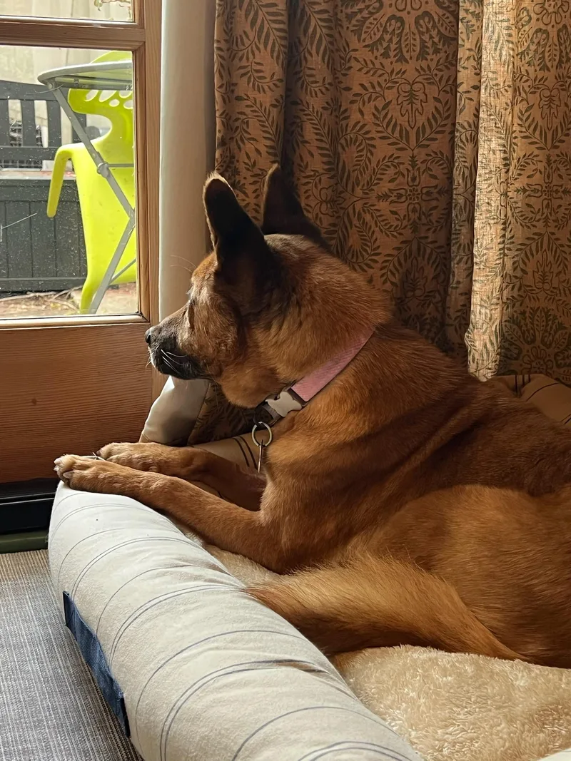 Mr. Darryl Pacman Paco! thumbnail 6