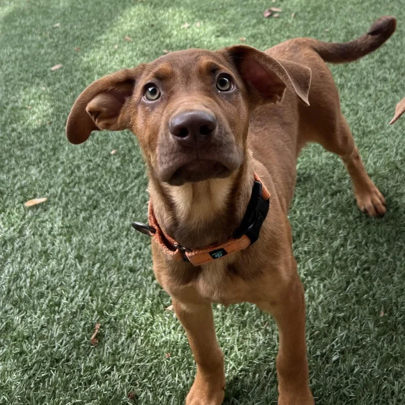 A baby small-sized male Yellow / Tan / Blond / Fawn Mixed Breed dog named Freckles for adoption in Naples, FL