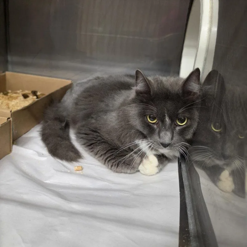 An adult large-sized male Gray / Blue / Silver Domestic Medium Hair cat named A for adoption in Woodland, CA