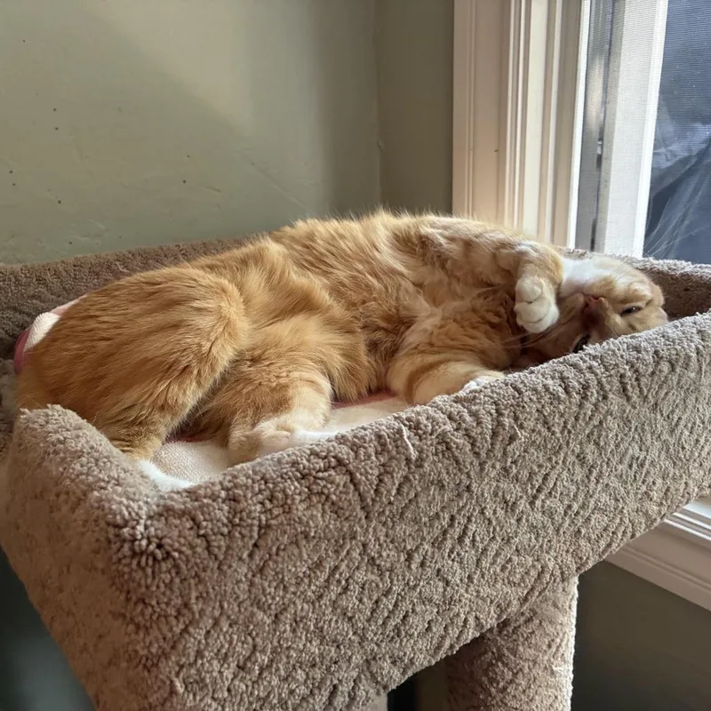 An adult small-sized male Orange / Red Domestic Short Hair cat named Tom for adoption in Los Angeles, CA