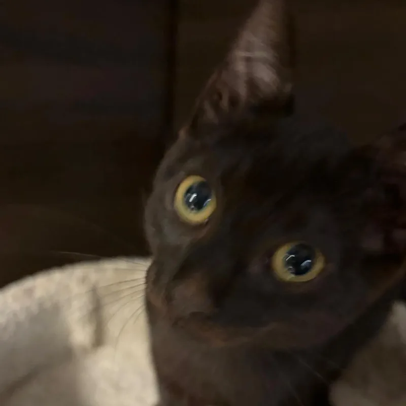 A baby small-sized male Black Domestic Short Hair cat named Batman for adoption in Hamburg, NY