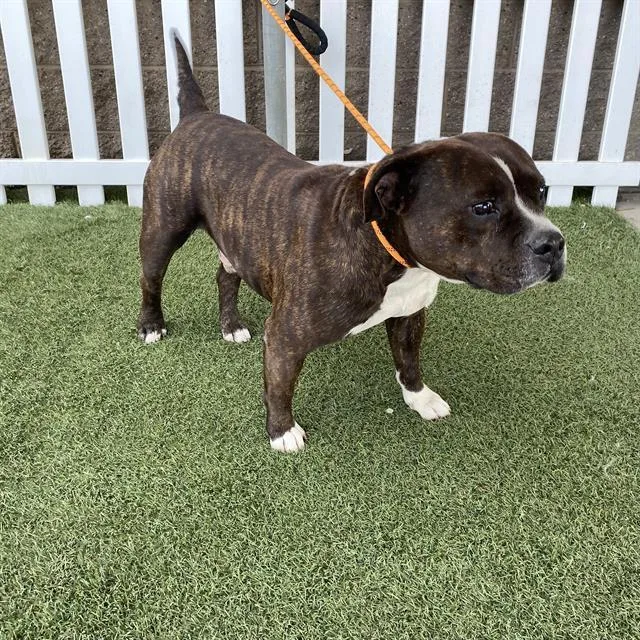 An adult large-sized male American Bulldog dog named A for adoption in Modesto, CA