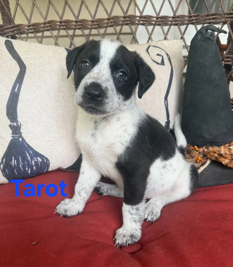 A baby medium-sized male White / Cream American Staffordshire Terrier dog named Tarot for adoption in Blairstown, NJ