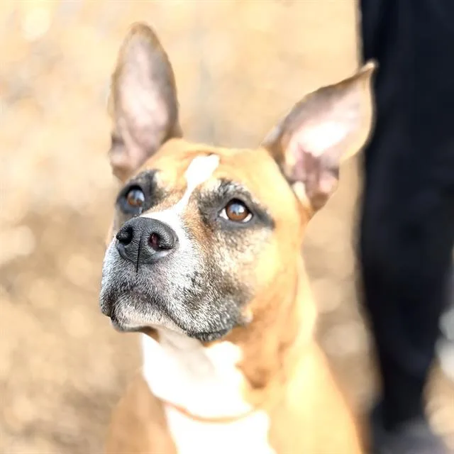 Lieutenant thumbnail 2