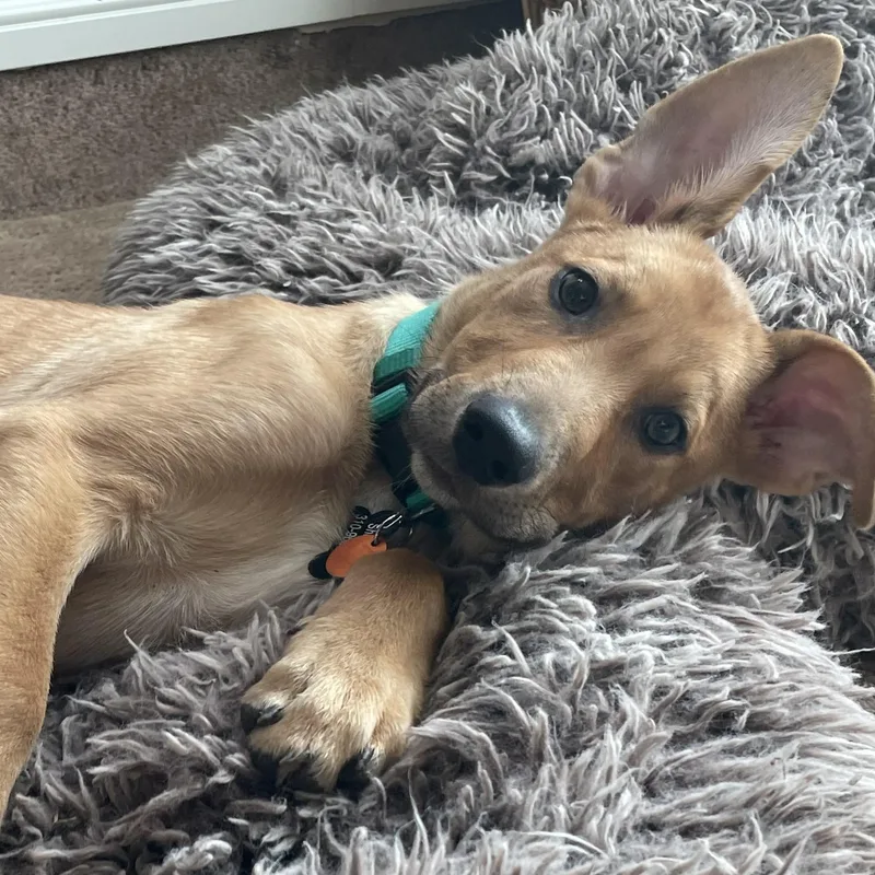 A baby medium-sized male German Shepherd Dog dog named Peanut for adoption in Krum, TX