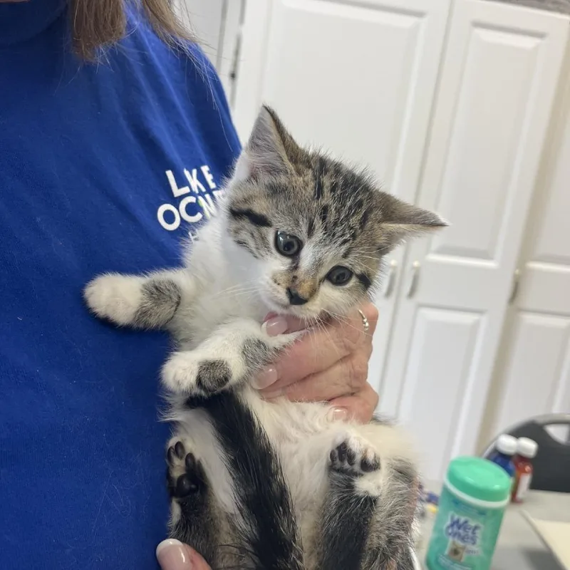 A baby small-sized female White Domestic Medium Hair cat named Keeley Jones for adoption in Greensboro, GA