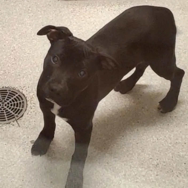 A young medium-sized female Pit Bull Terrier dog named Sue Sue for adoption in Novelty, OH