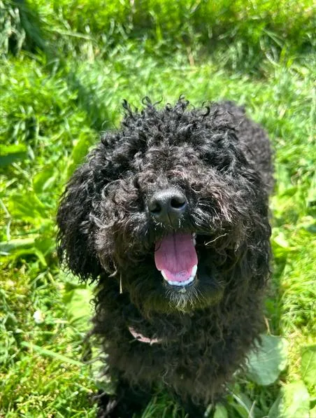 A young small-sized female Black Miniature Poodle dog named Demi for adoption in Brunswick, OH
