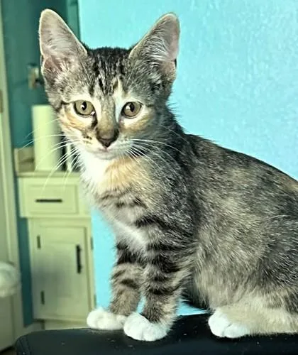 A baby small-sized female Brown / Chocolate Domestic Short Hair cat named Socks for adoption in Kansas City, MO