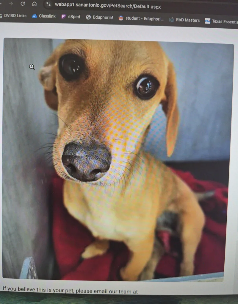 A young small-sized male Dachshund dog named Peanut for adoption in Austin, TX