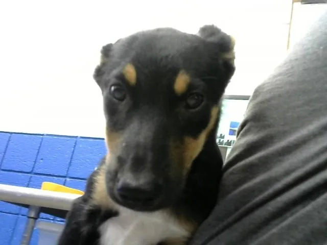 A baby small-sized female Cardigan Welsh Corgi dog named Bittle for adoption in Albuquerque, NM