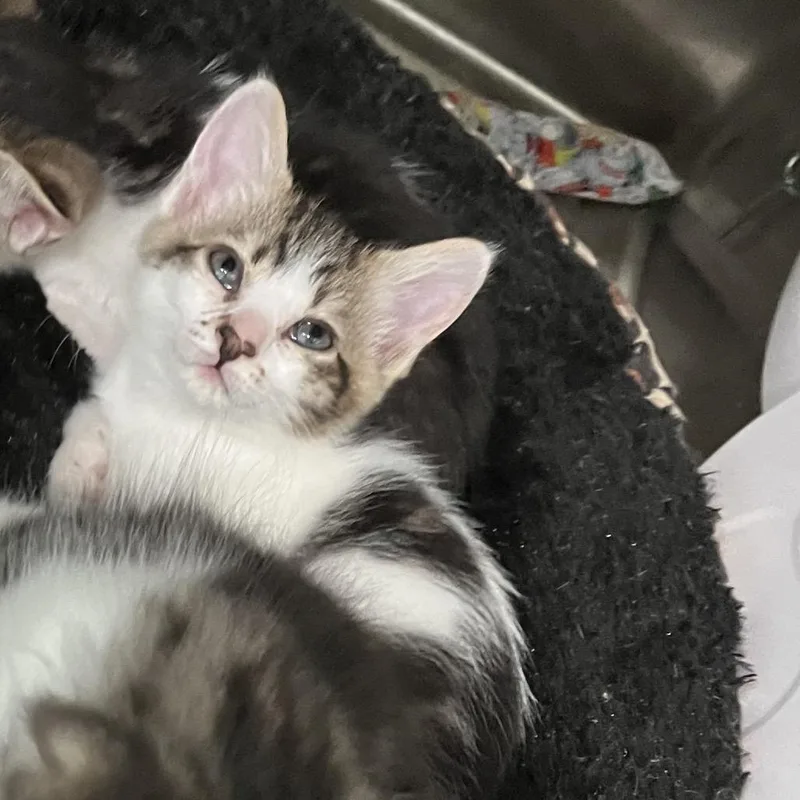 A baby small-sized female White Domestic Long Hair cat named Fruity Pebbles for adoption in Richmond Hill, GA
