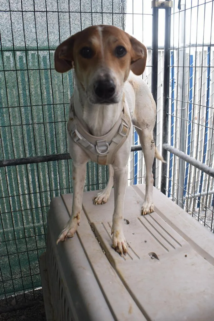 Miley Mae thumbnail 2