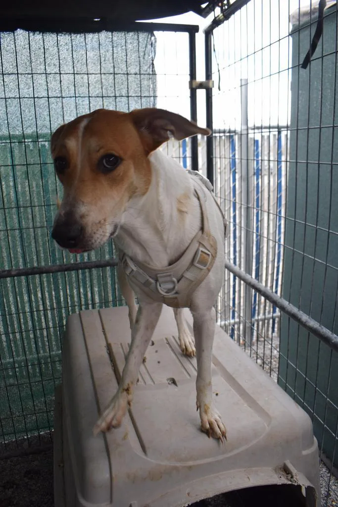 Miley Mae thumbnail 3