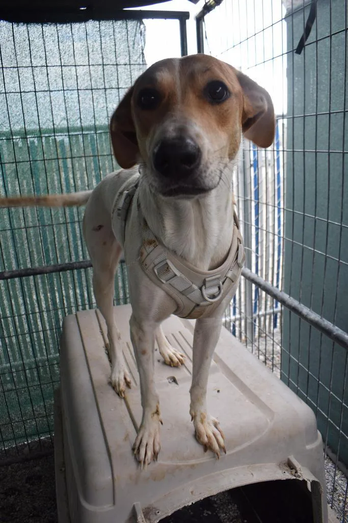 Miley Mae thumbnail 4