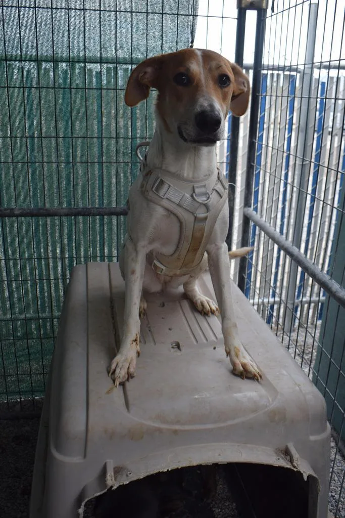 Miley Mae thumbnail 5