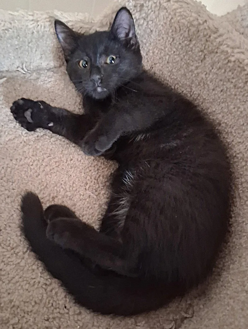A baby medium-sized male Black & White / Tuxedo Domestic Short Hair cat named Spot for adoption in Oviedo, FL