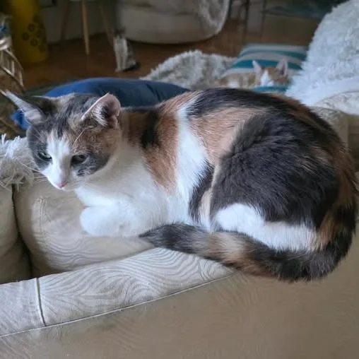 A young small-sized female Calico American Shorthair cat named Ocean C for adoption in Princeton, MN