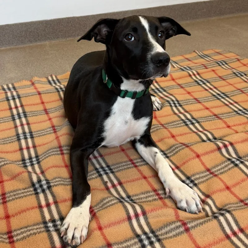 A baby medium-sized female Pit Bull Terrier dog named Nova for adoption in South Elgin, IL