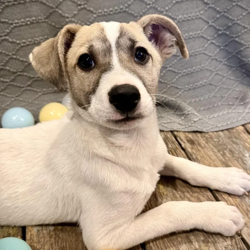 Van Halen thumbnail 2