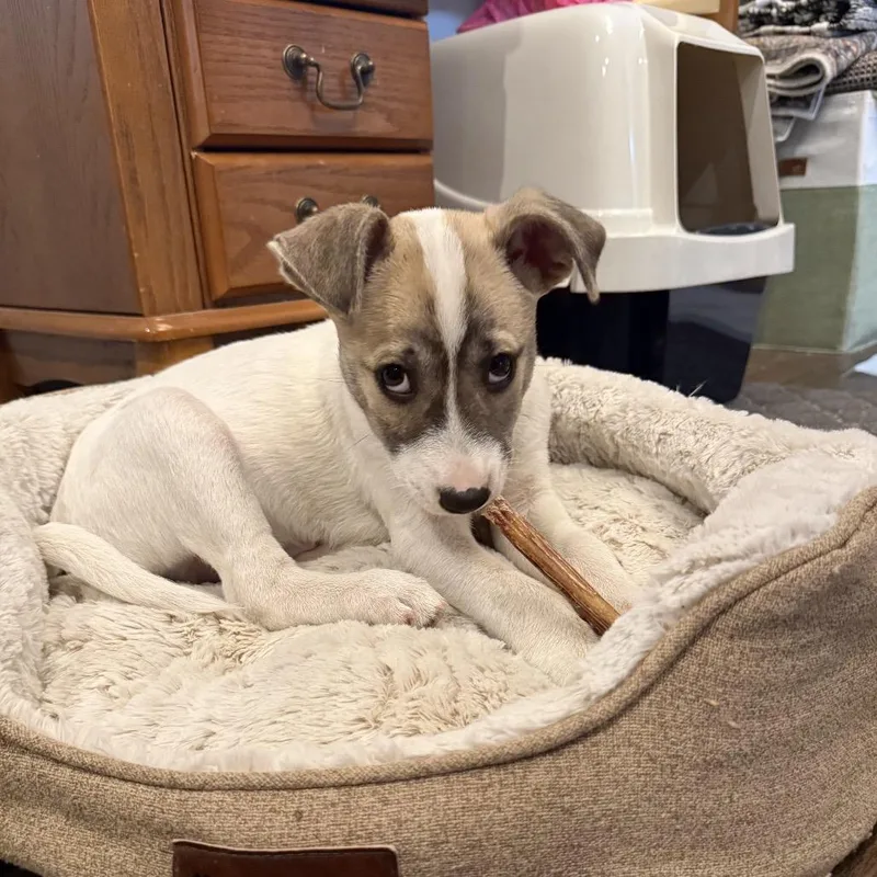 Van Halen thumbnail 3