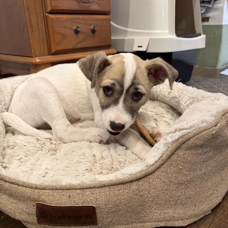 Van Halen thumbnail 4