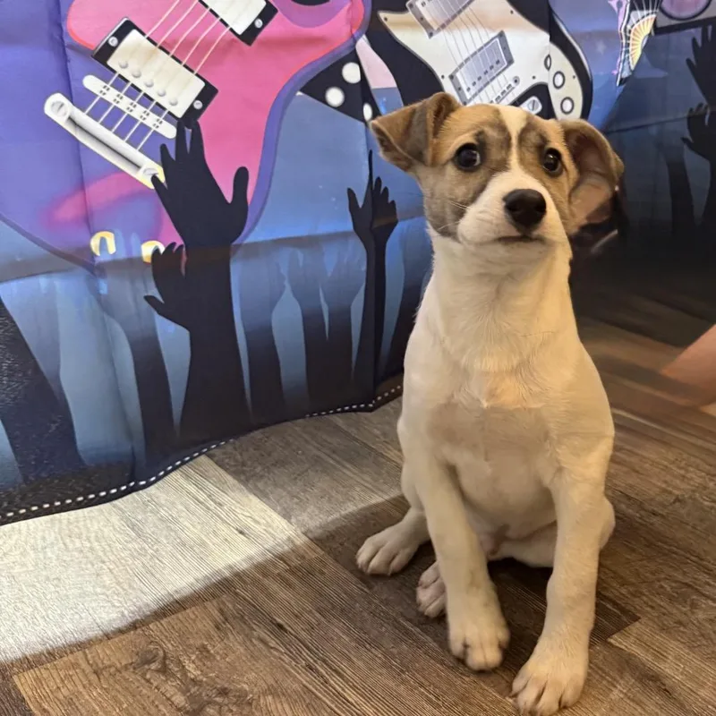 Van Halen thumbnail 5