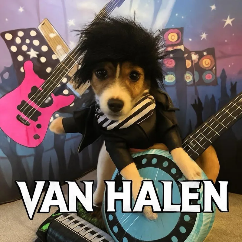 Van Halen thumbnail 6