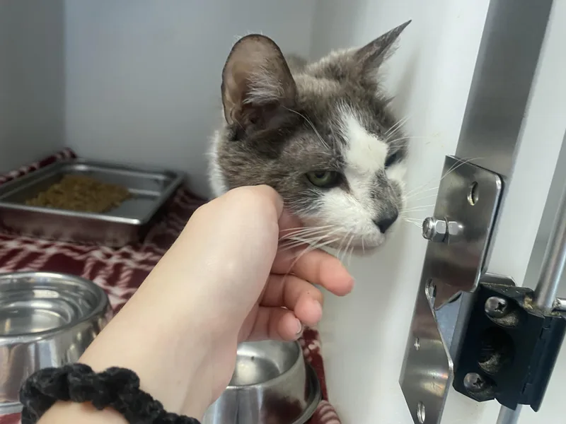 An adult medium-sized male Gray & White Domestic Short Hair cat named Ernie for adoption in King George, VA