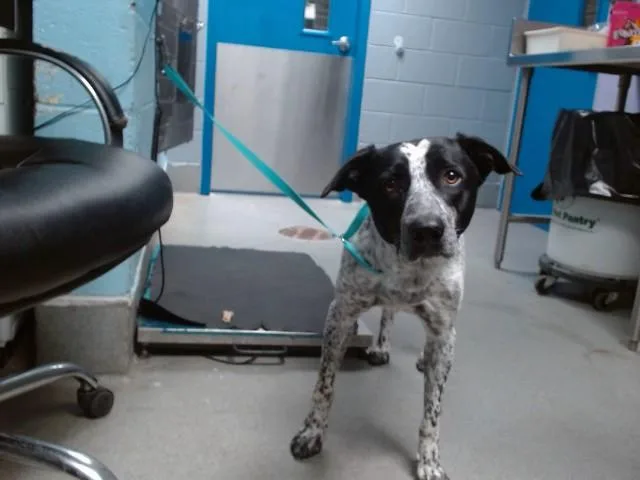 A young medium-sized male Australian Cattle Dog / Blue Heeler dog named Hugh Jackman for adoption in Albuquerque, NM