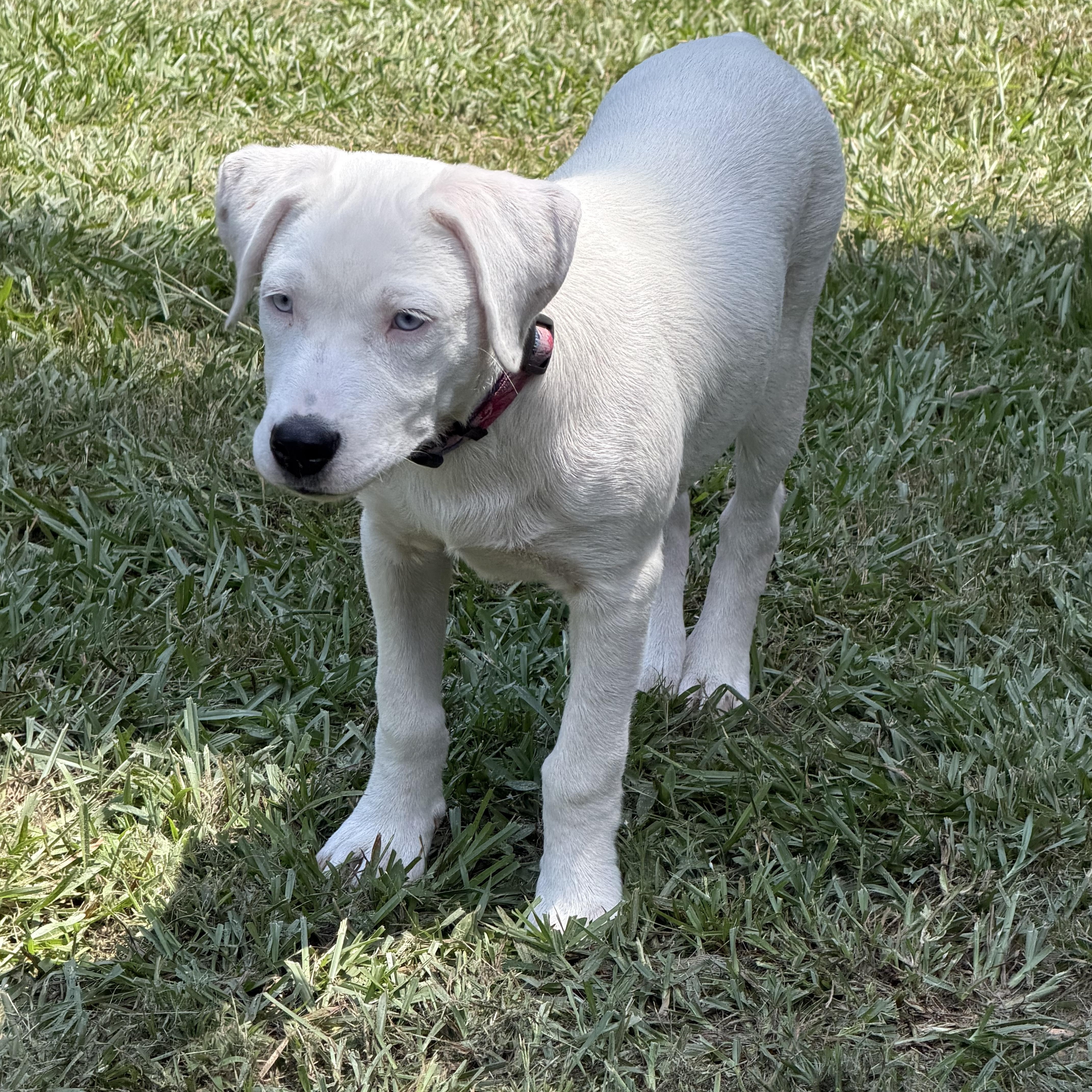 A baby medium-sized female White / Cream Labrador Retriever dog named Angel blue eyes for adoption in Alabaster, AL