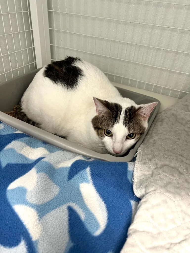 A young small-sized male Domestic Short Hair cat named Saruman for adoption in Brookings, OR