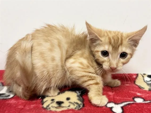 Simba