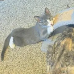 A baby small-sized male Gray / Blue / Silver Domestic Short Hair cat named Boomer for adoption in Madison, WI